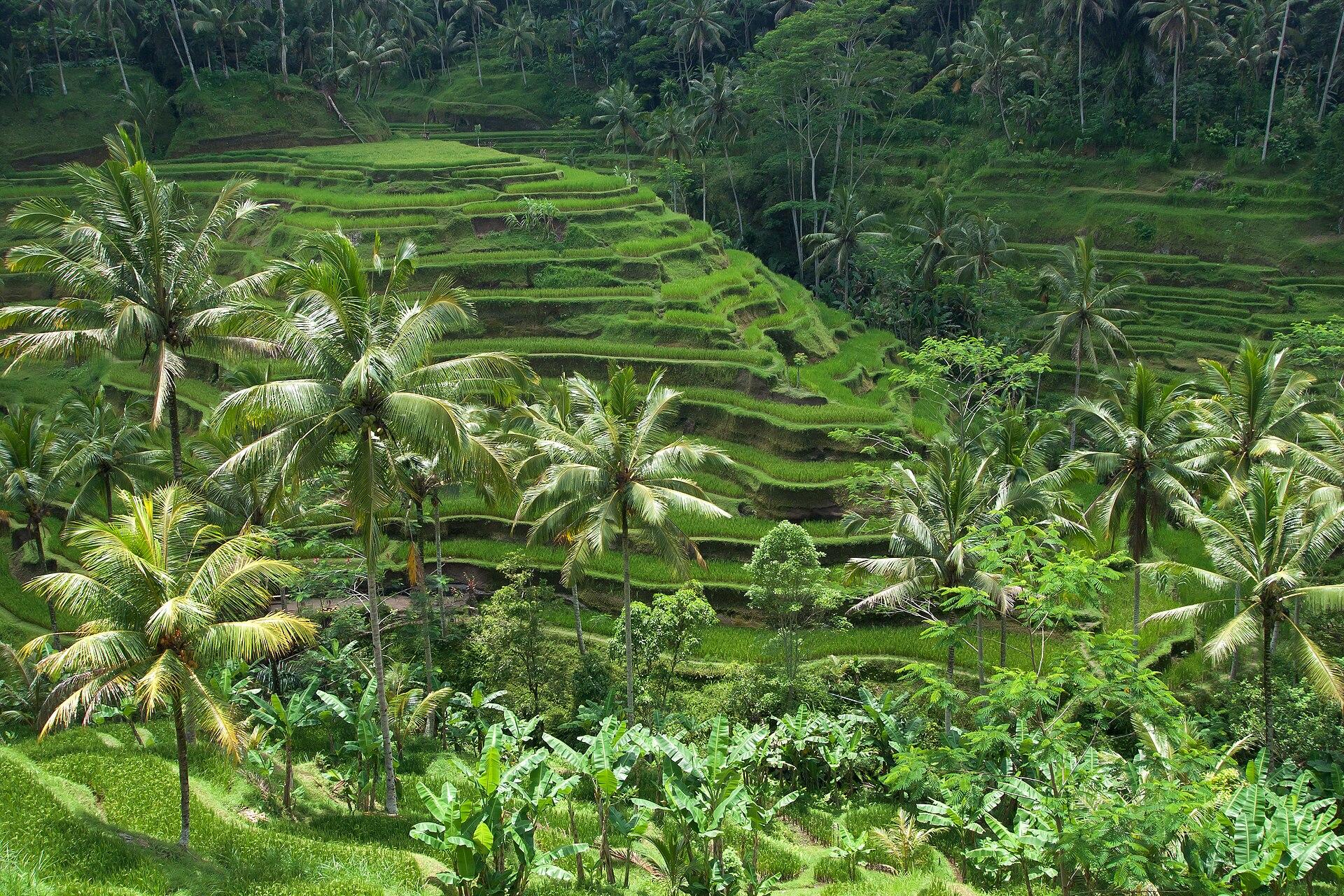 Bali rice terraces & nature