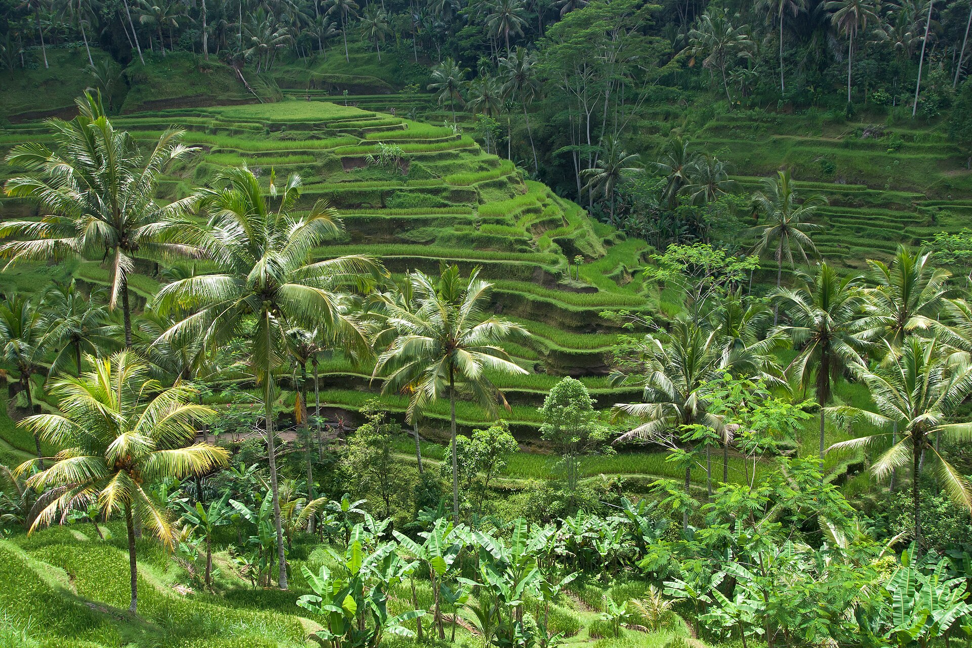 Bali rice terraces & nature