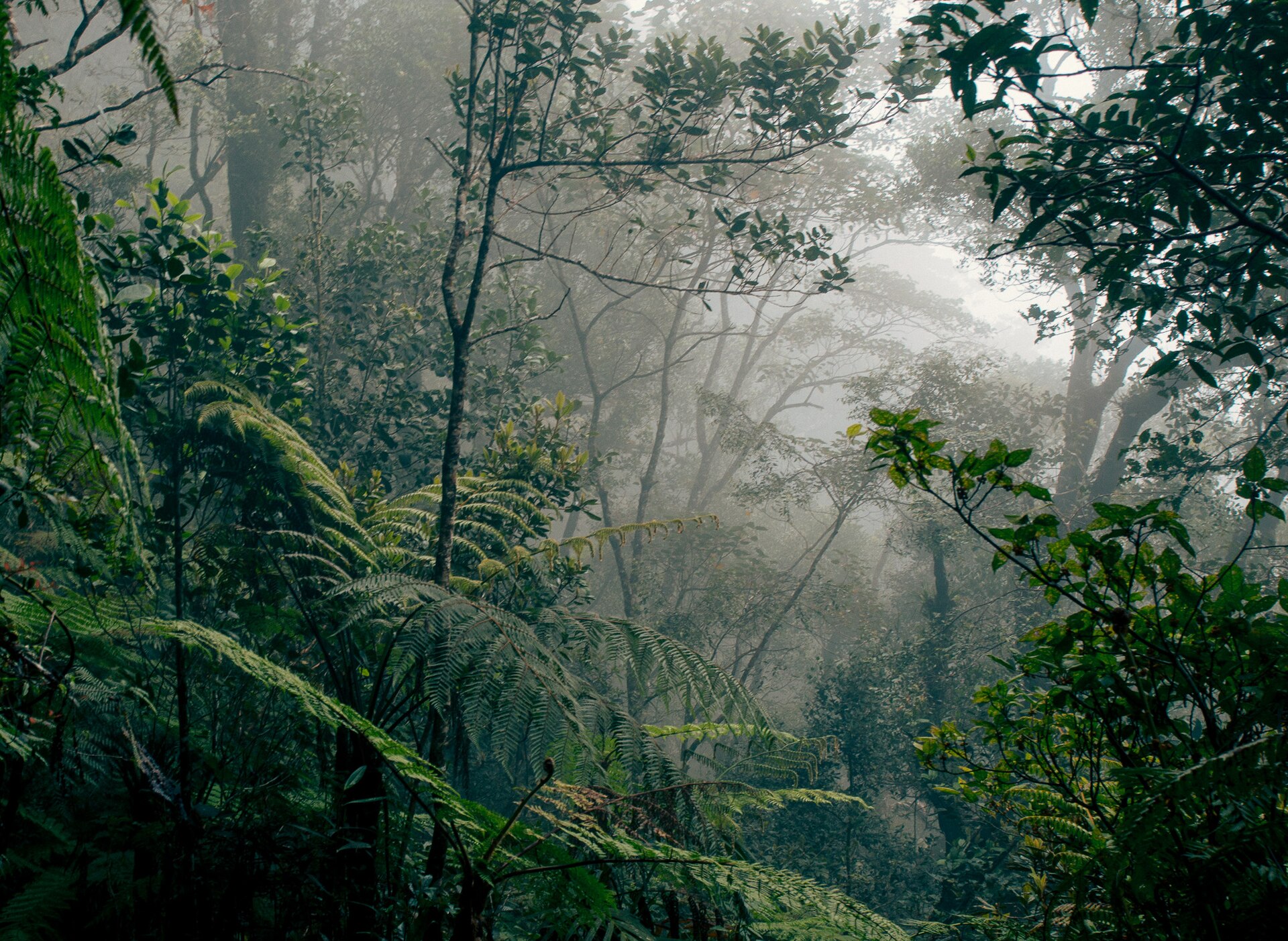 Rainforest & nature